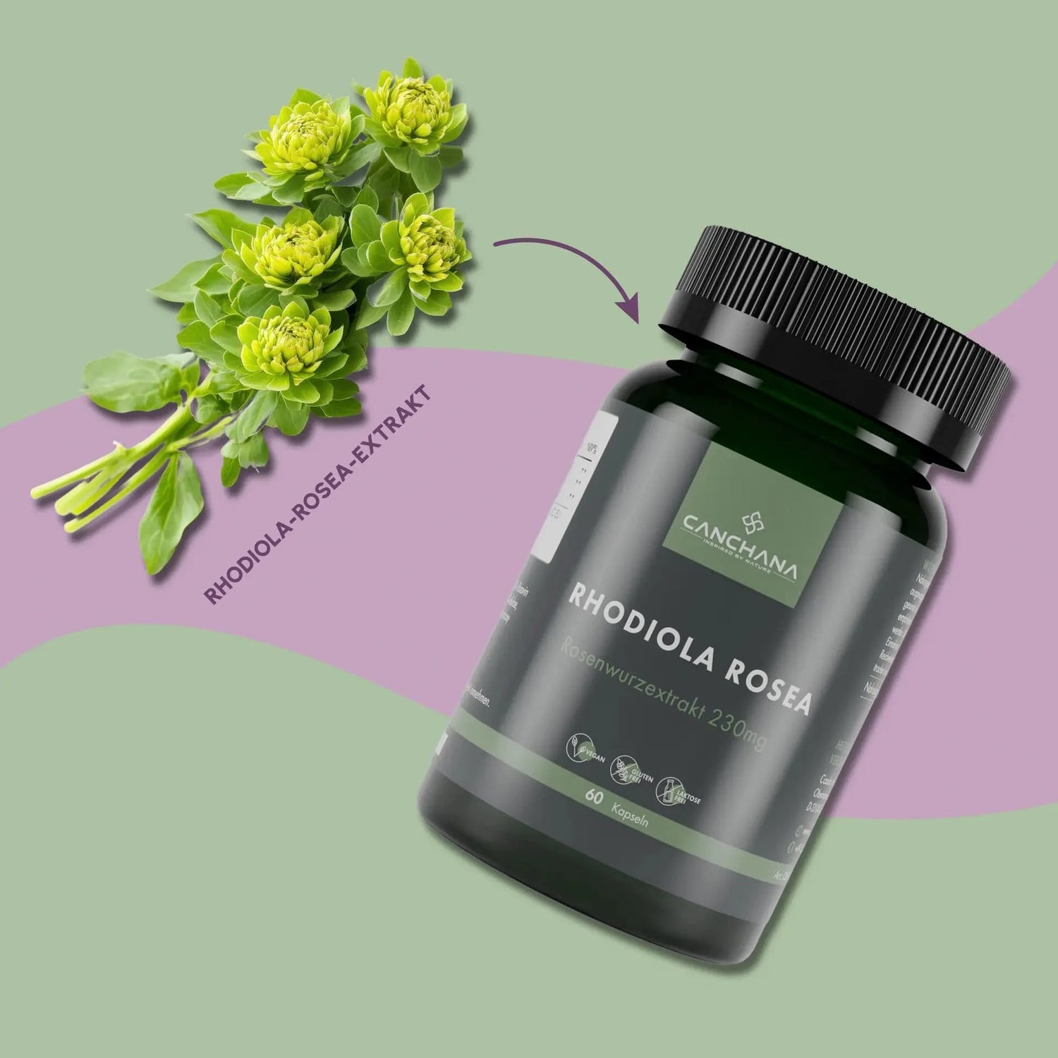 Rhodiola Rosea