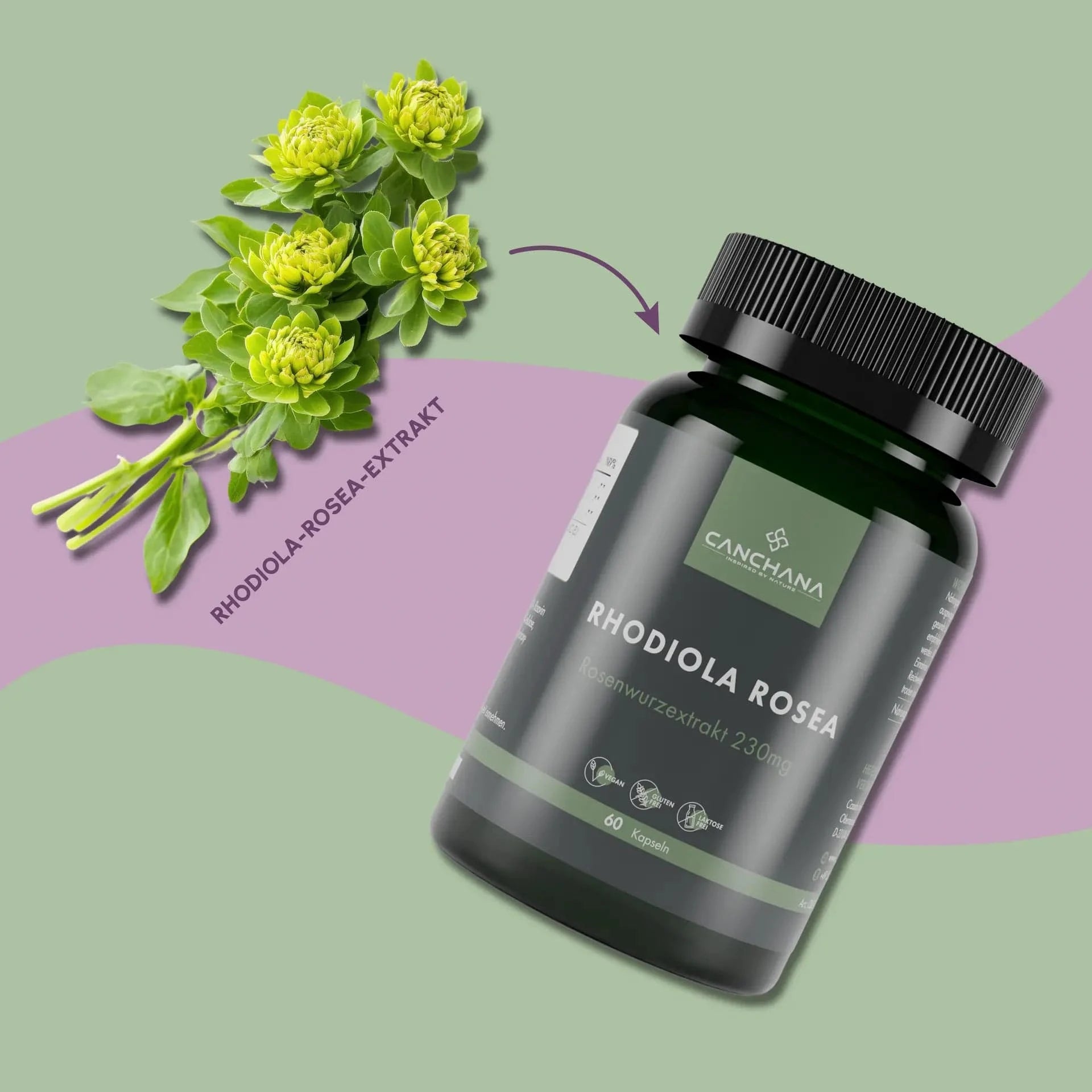 Rhodiola Rosea
